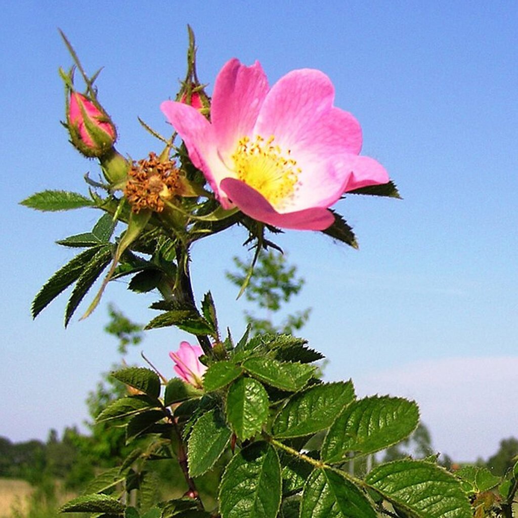 Óleo Vegetal de Rosa Mosqueta • Puro e Prensado a Frio (30ml ...